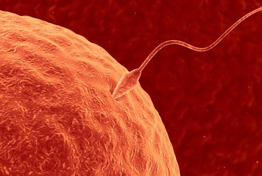 sperm and egg fertilization